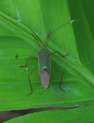 Homoeocerus graminis