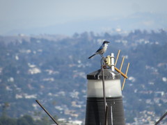 Aphelocoma californica