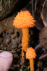 Agaricus crocopeplus