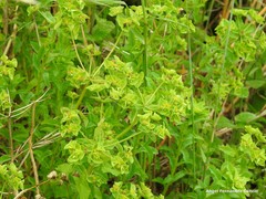 Euphorbia hirsuta