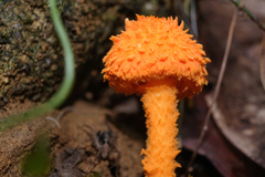 Agaricus crocopeplus