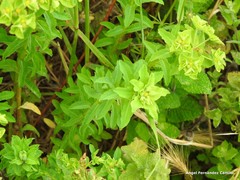 Euphorbia portlandica
