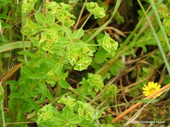 Euphorbia hirsuta