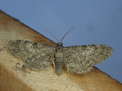 Eupithecia lafontaineata