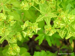 Euphorbia hirsuta