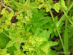 Euphorbia portlandica