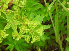Euphorbia hirsuta