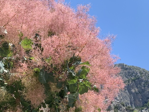 Cotinus coggygria