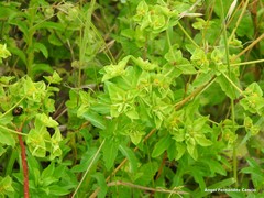 Euphorbia hirsuta