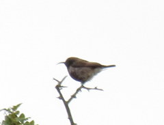 Cinnyris fuscus fuscus