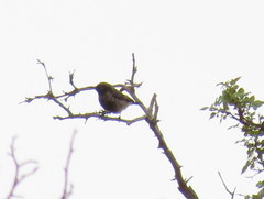 Cinnyris fuscus fuscus