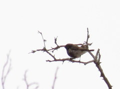 Cinnyris fuscus fuscus