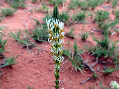Hebenstretia robusta