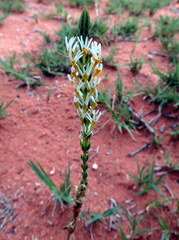 Hebenstretia robusta