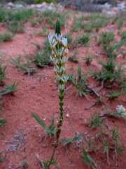 Hebenstretia robusta