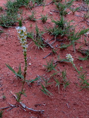 Hebenstretia robusta
