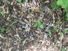 Sporobolus compositus