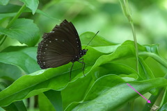 Apalacris varicornis