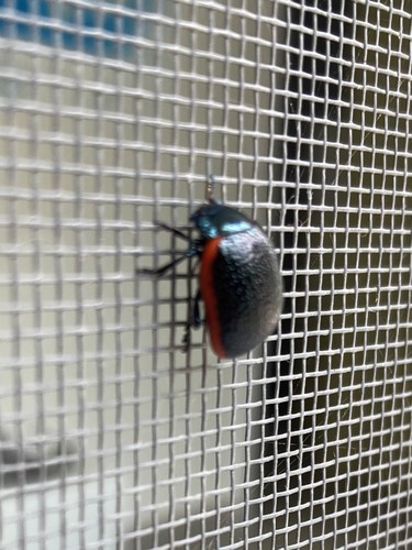 Chrysolina lucidicollis