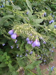 Symphytum caucasicum