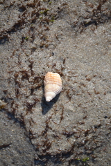 Nassarius fossatus