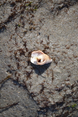 Nassarius fossatus