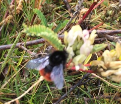 Bombus coccineus