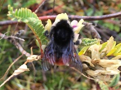 Bombus coccineus