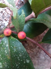 Ficus politoria
