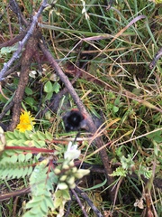 Bombus coccineus