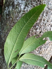 Ficus politoria