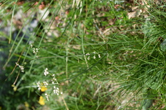 Laserpitium peucedanoides