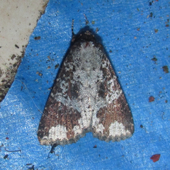 Condica cupentia