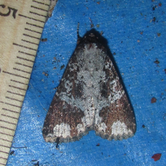 Condica cupentia