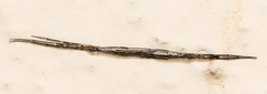 Styringomyia