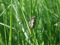 Mesosa nebulosa