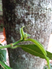 Ficus politoria