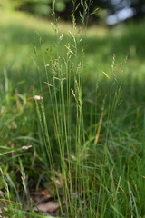 Festuca filiformis
