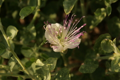 Capparis sicula
