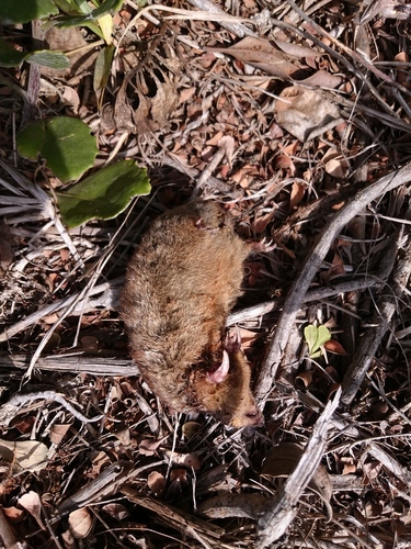 Amblysomus hottentotus