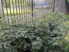 Symphytum caucasicum