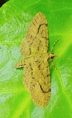 Eupithecia unicolor
