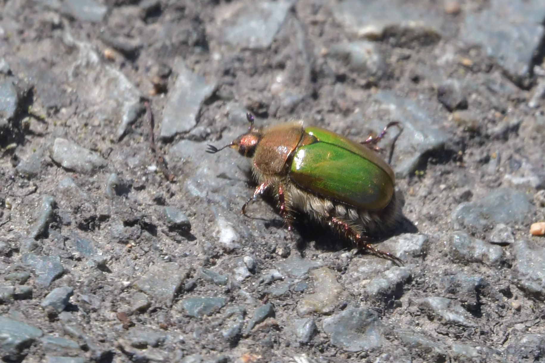 Proagopertha lucidula (Faldermann, 1835)