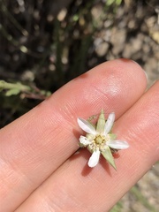 Horkeliella congdonis