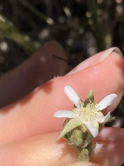 Horkeliella congdonis