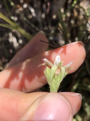 Horkeliella congdonis