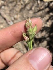 Horkeliella congdonis