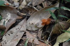 Marasmius elegans