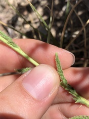 Horkeliella congdonis