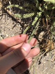 Horkeliella congdonis